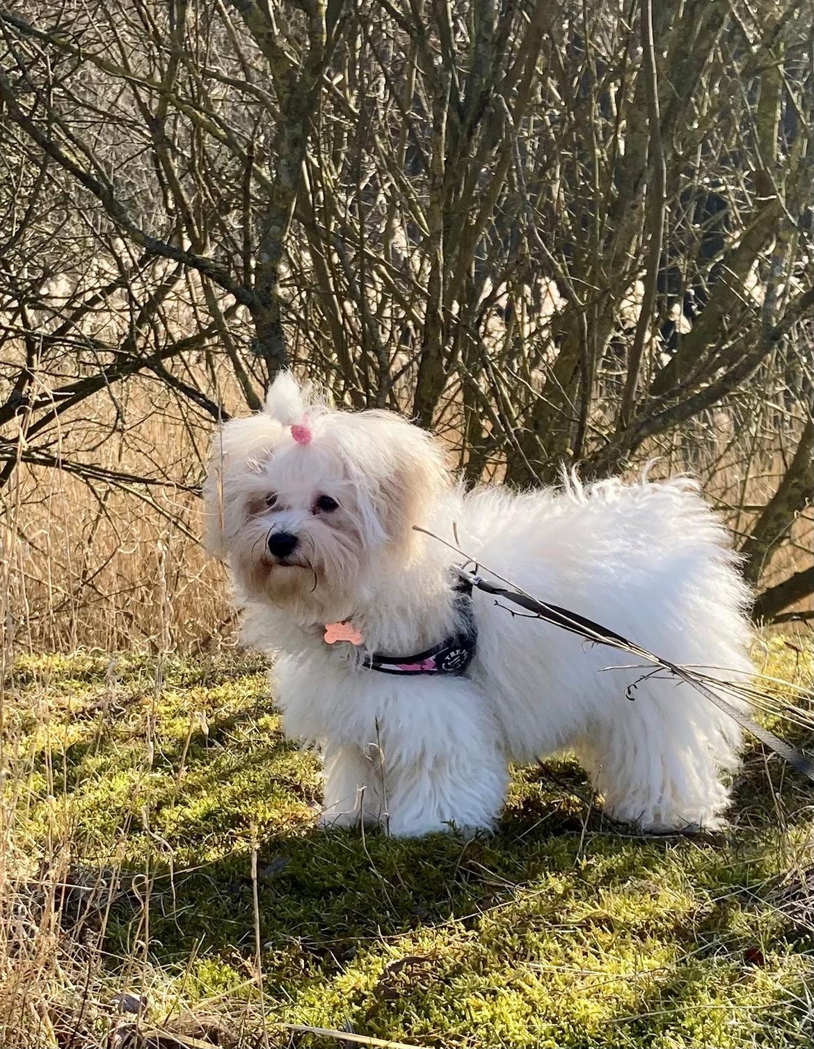 Bolognese Sally billede 23