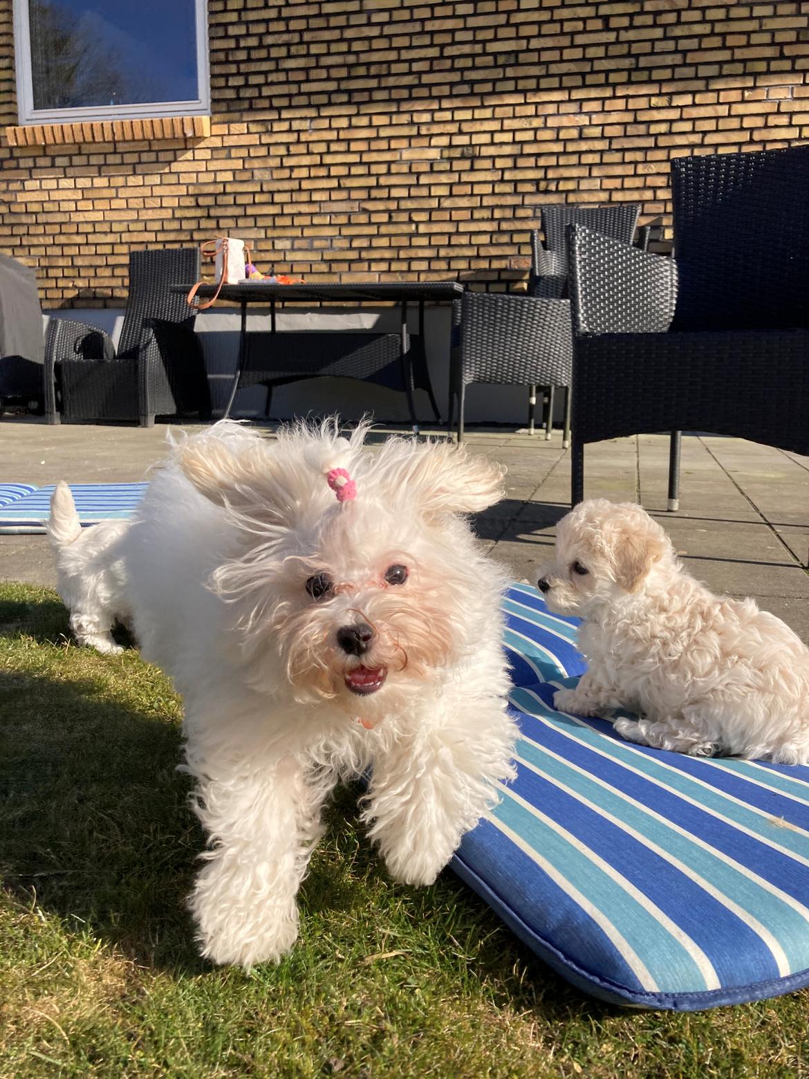 Bolognese Sally billede 25