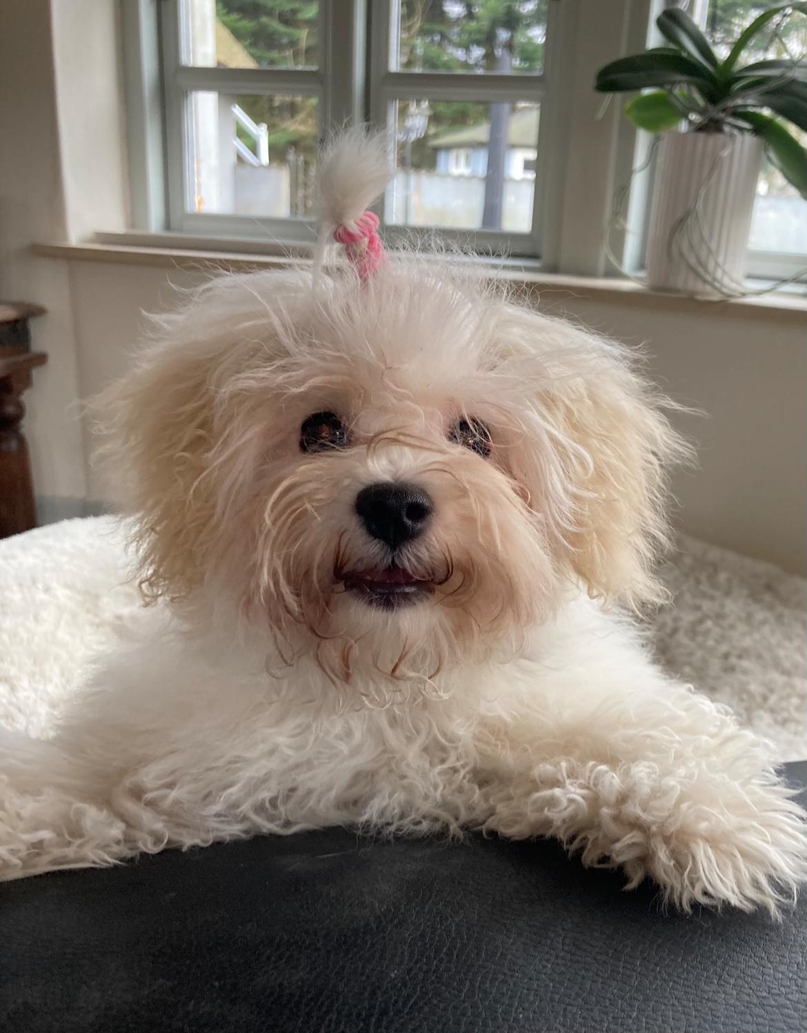 Bolognese Sally billede 27