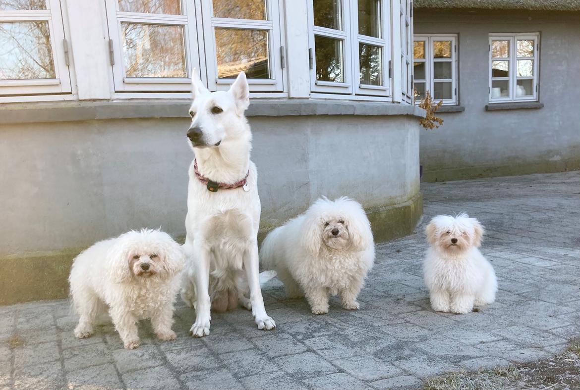 Bolognese Sally billede 28