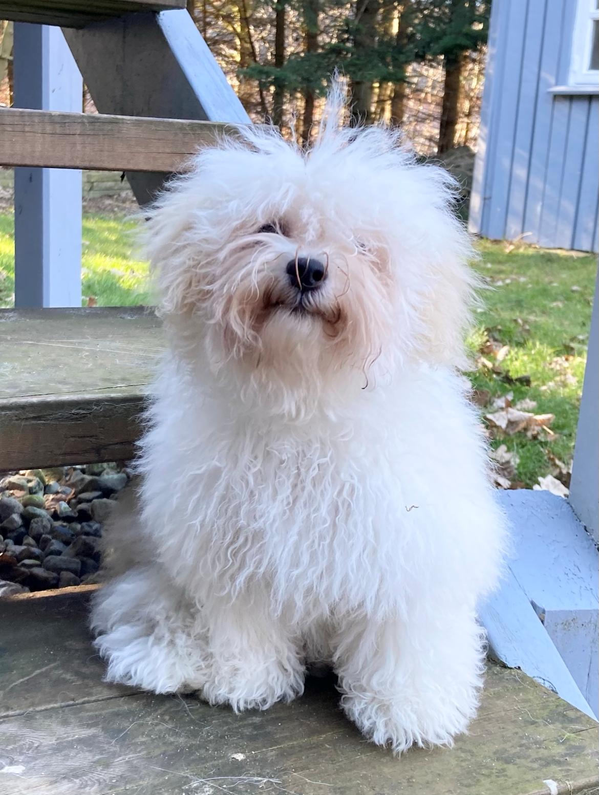 Bolognese Sally billede 30