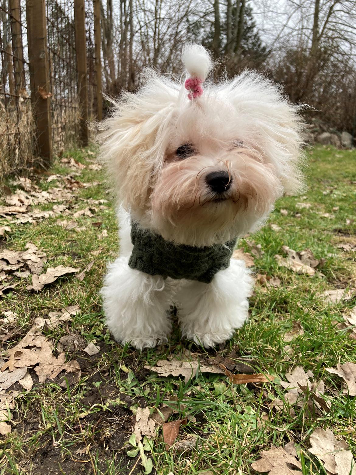 Bolognese Sally billede 34