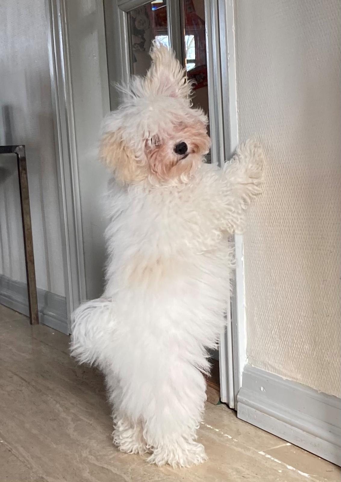 Bolognese Sally billede 37