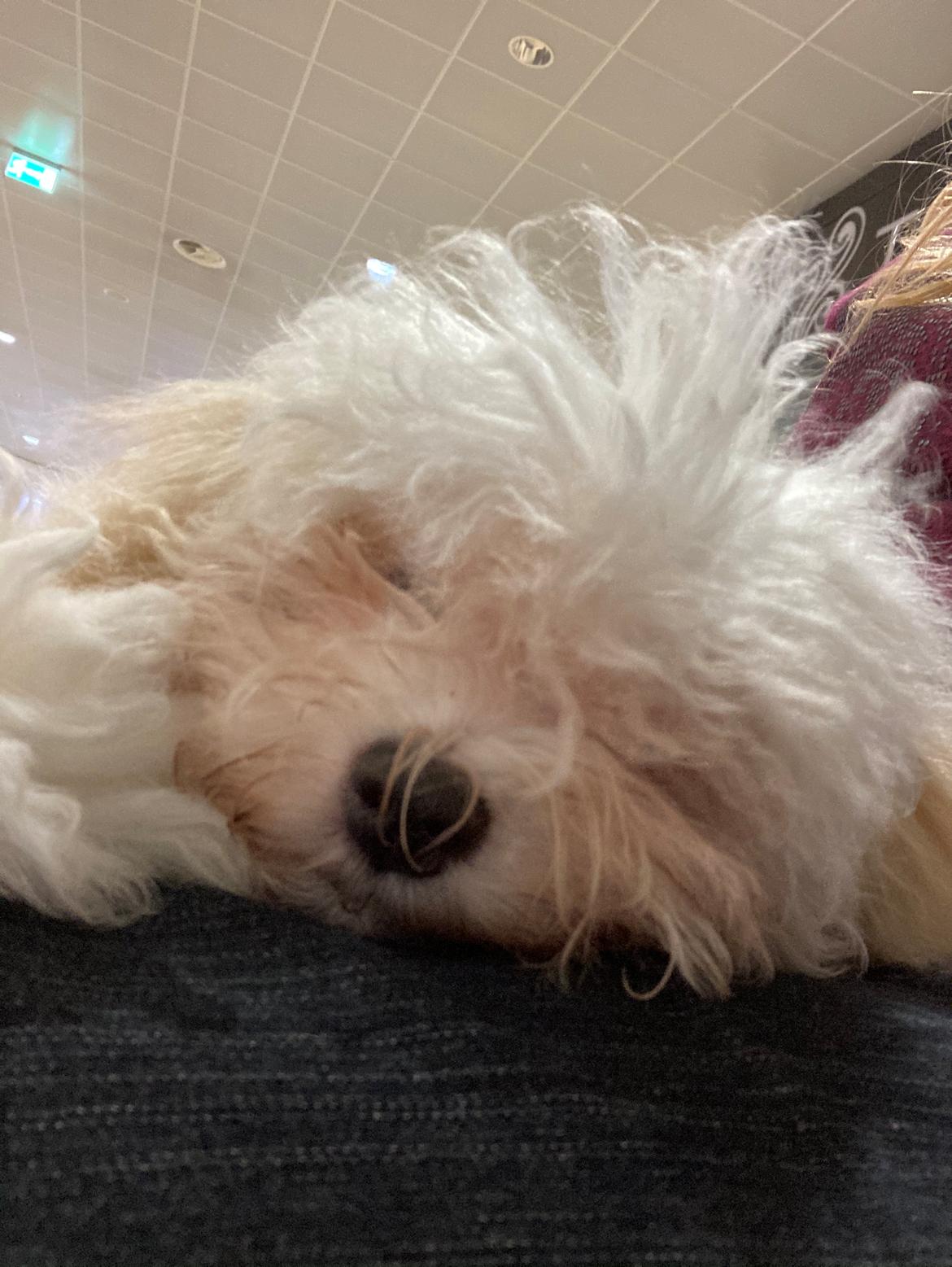 Bolognese Sally billede 42