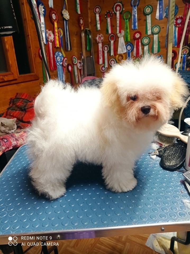 Bolognese Sally billede 45