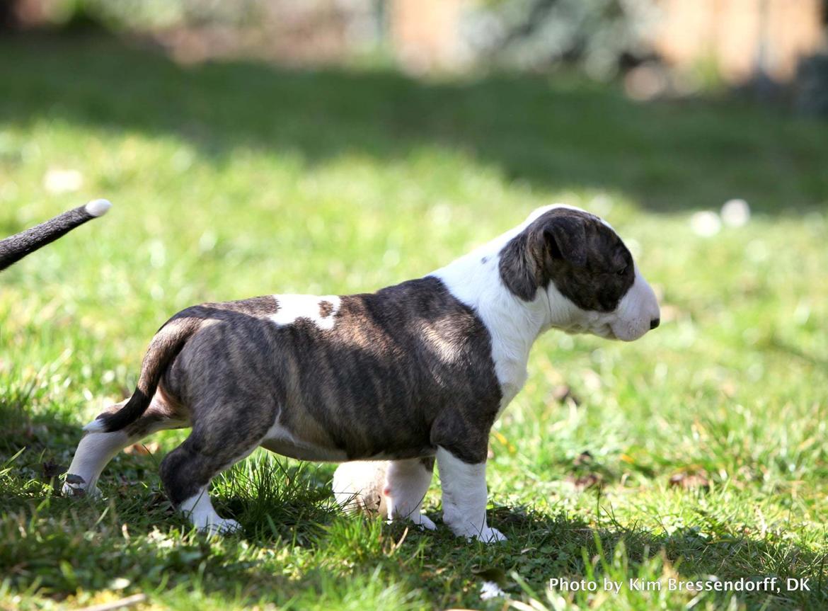 Bullterrier Else billede 15