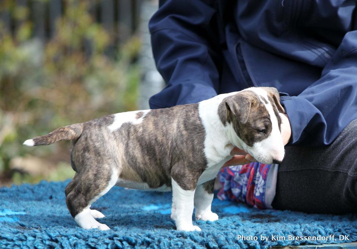 Bullterrier Else billede 19