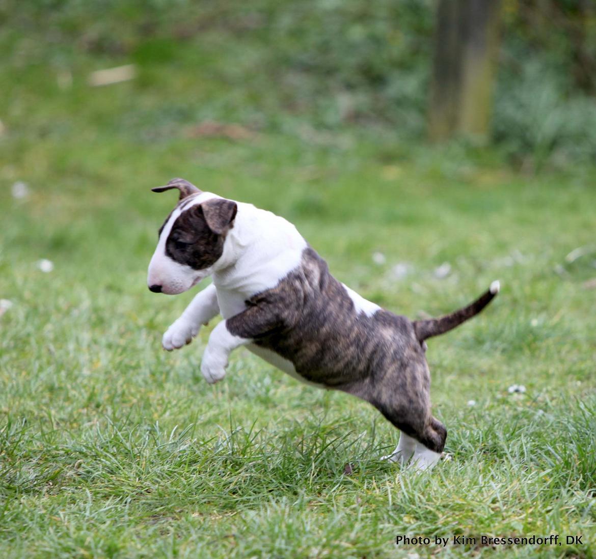 Bullterrier Else billede 20