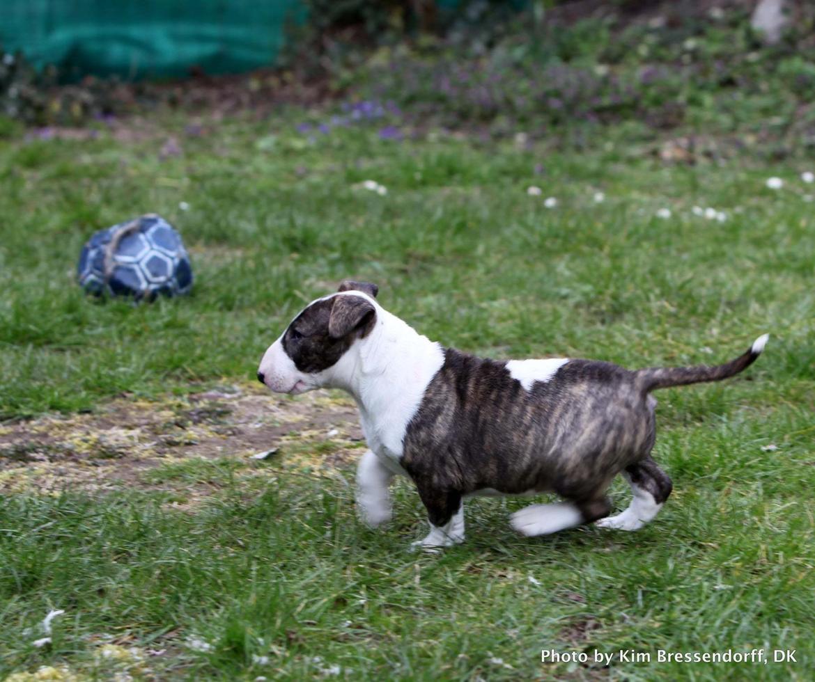 Bullterrier Else billede 21