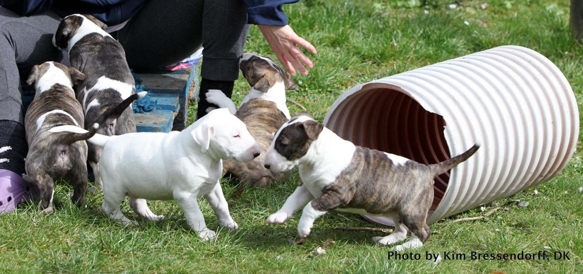 Bullterrier Else billede 22