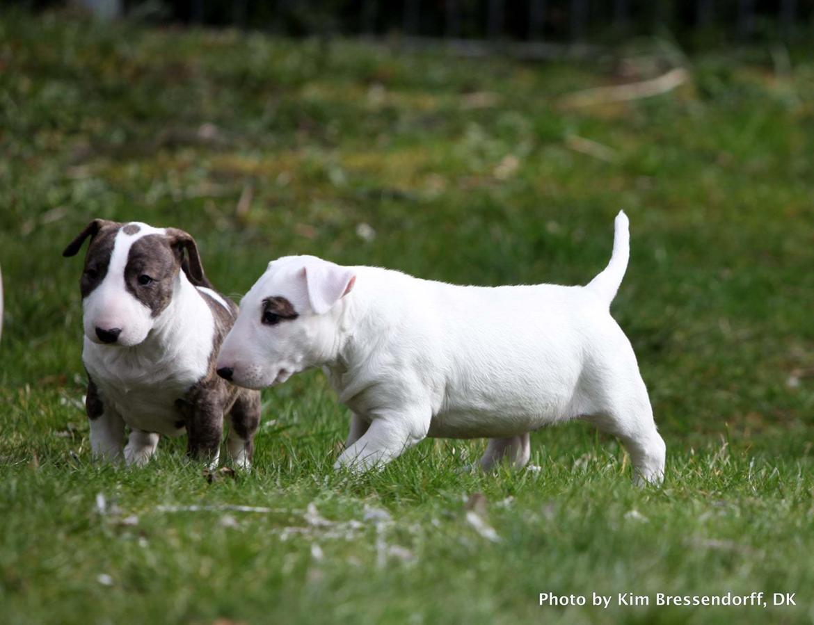 Bullterrier Else billede 23