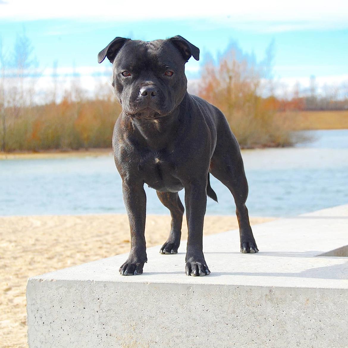 Staffordshire bull terrier Kida billede 45