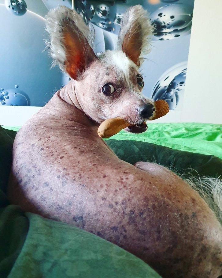 Chinese crested hårløs Spooky billede 3