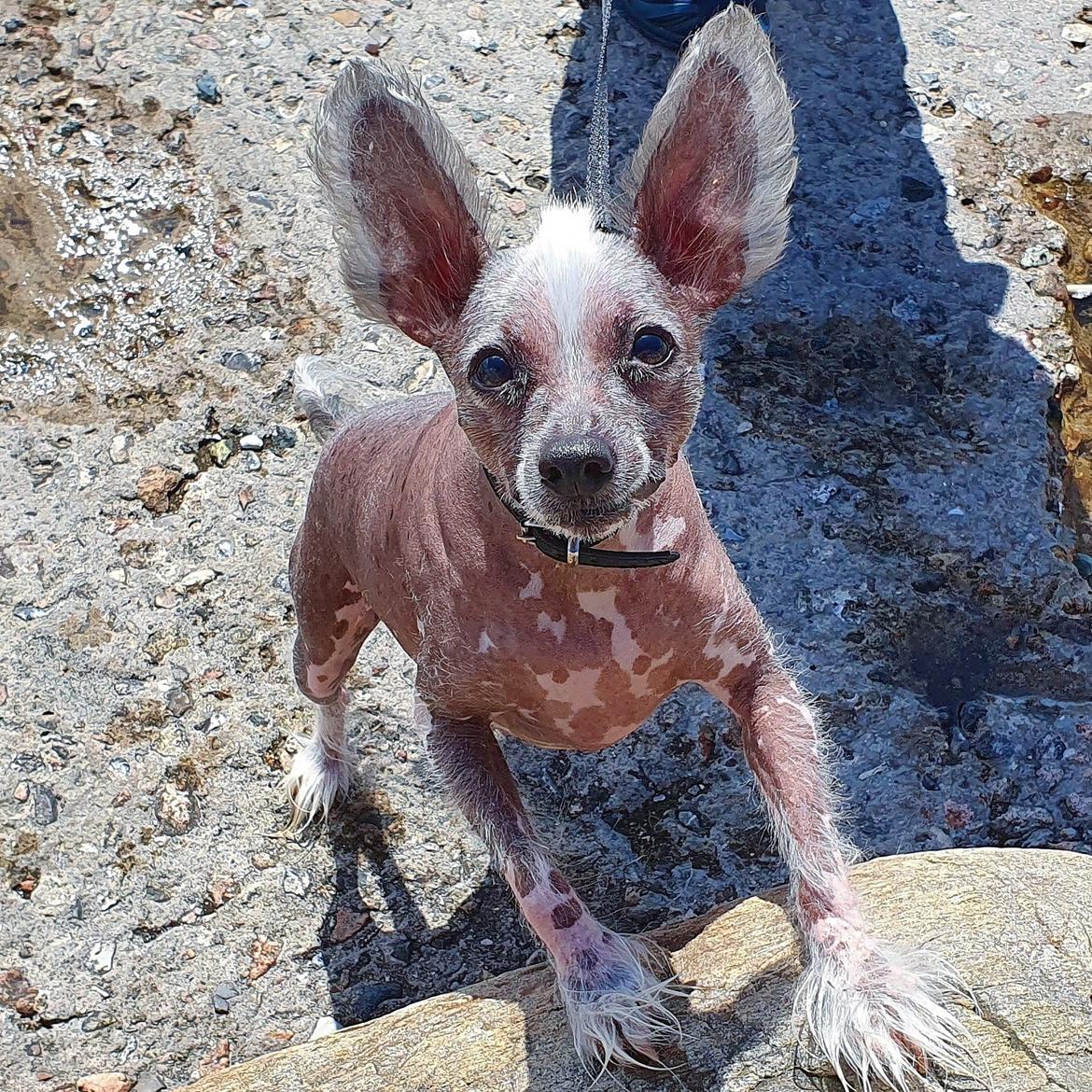 Chinese crested hårløs Spooky billede 5