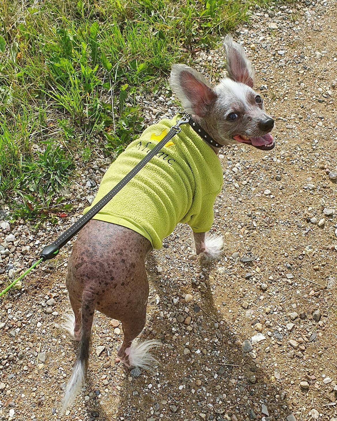 Chinese crested hårløs Spooky billede 8