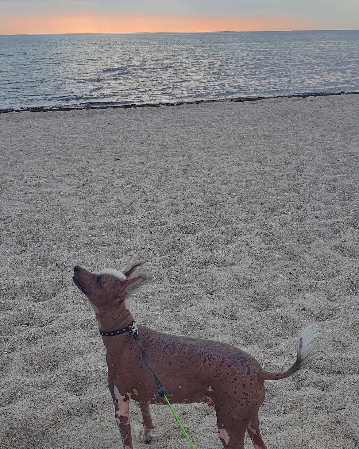 Chinese crested hårløs Spooky billede 16