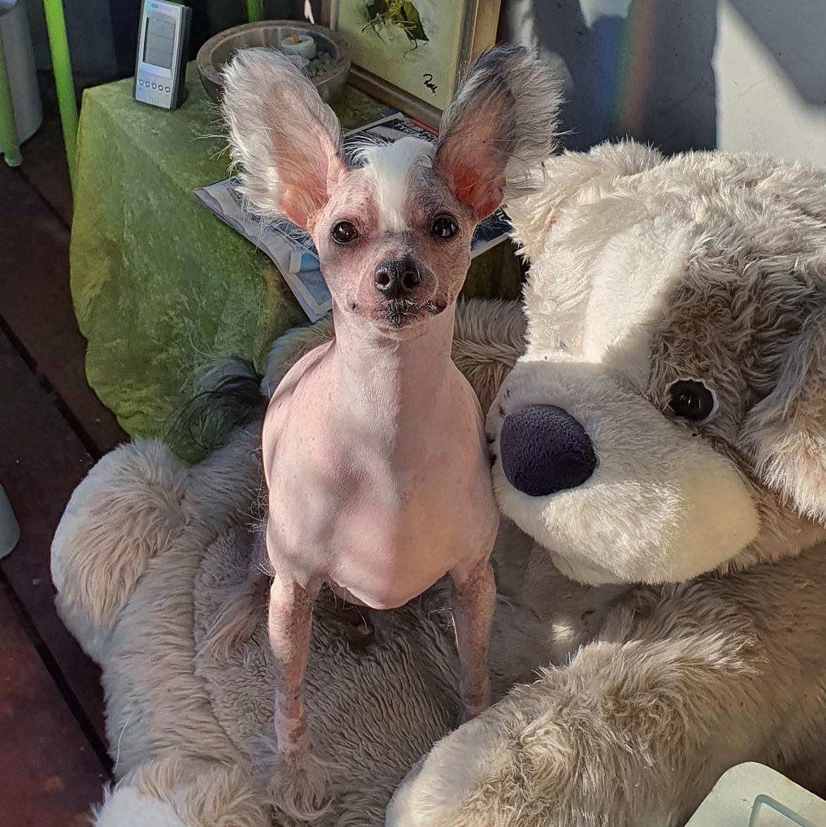 Chinese crested hårløs Spooky billede 15