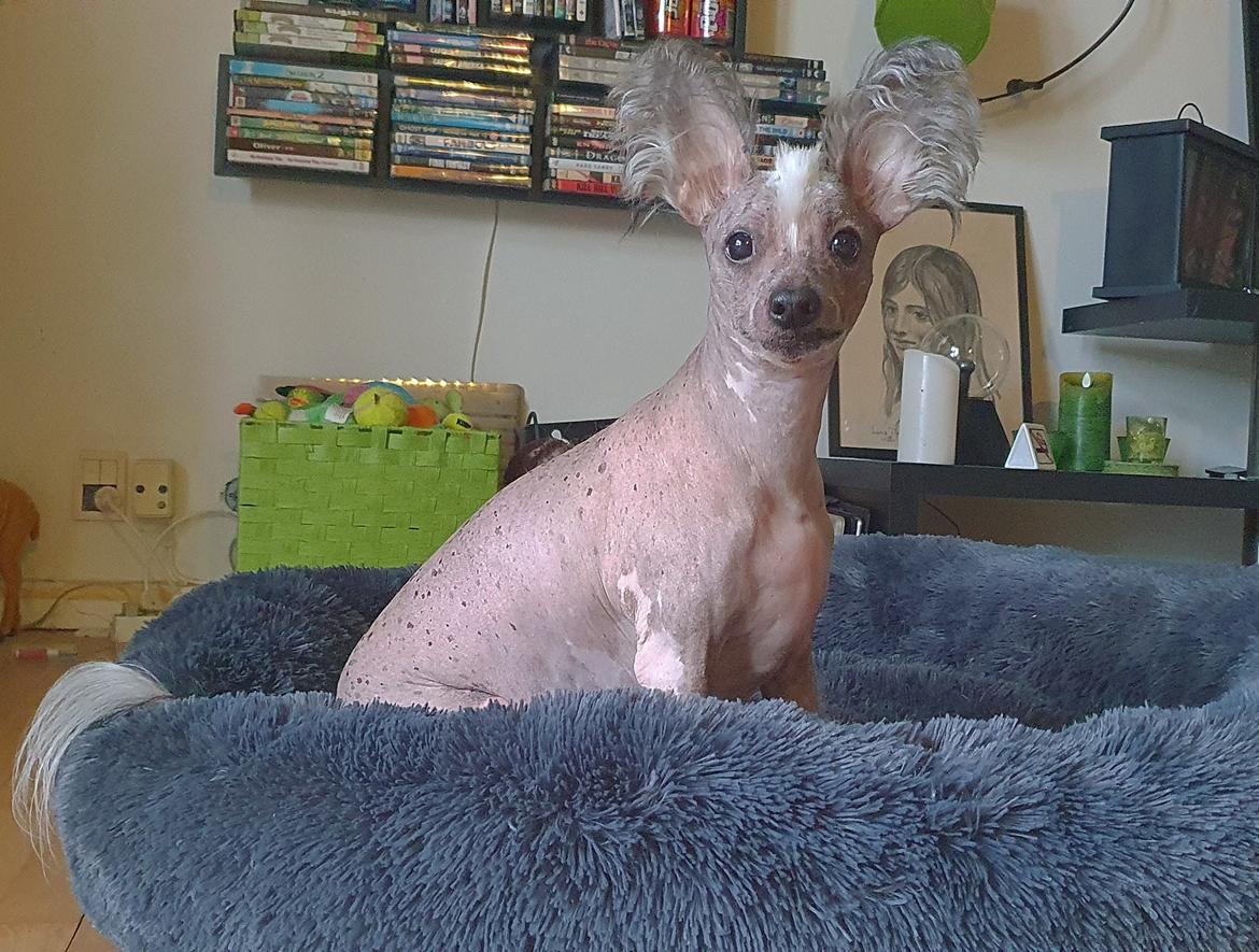 Chinese crested hårløs Spooky billede 6