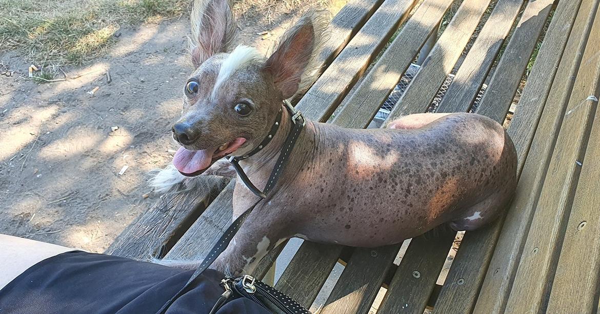 Chinese crested hårløs Spooky billede 1