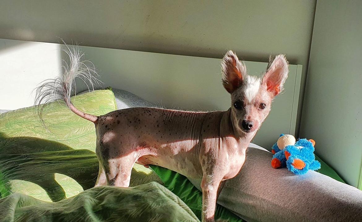Chinese crested hårløs Spooky billede 4