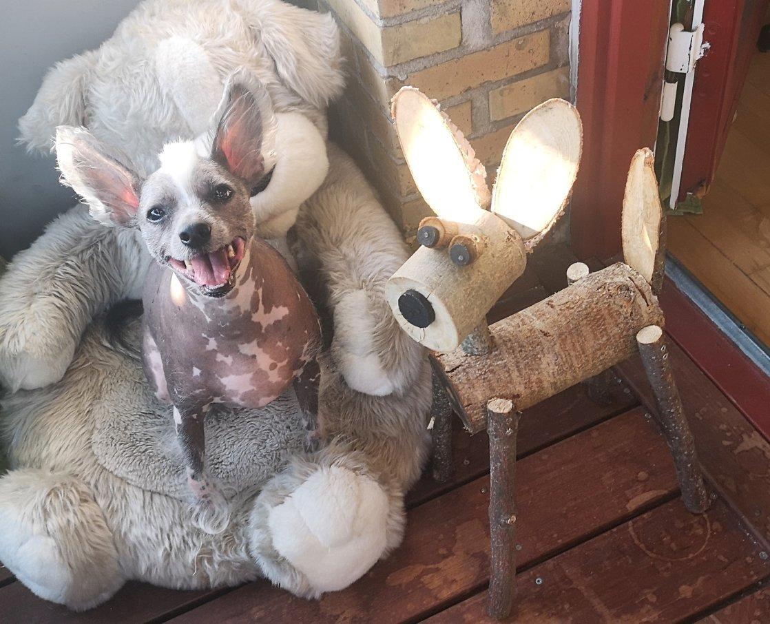 Chinese crested hårløs Spooky billede 9