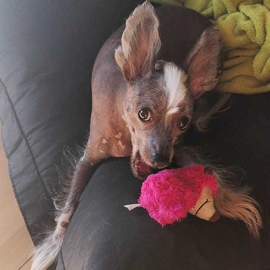 Chinese crested hårløs Spooky billede 10