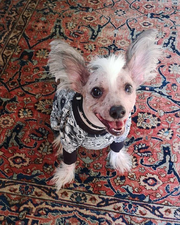 Chinese crested hårløs Spooky billede 13