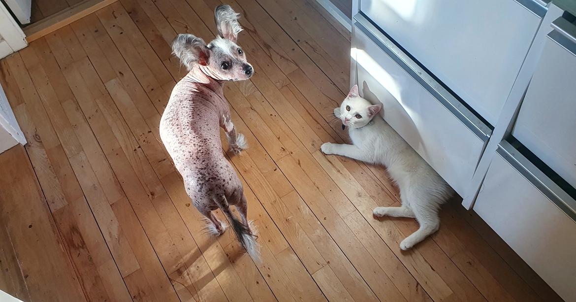 Chinese crested hårløs Spooky billede 11