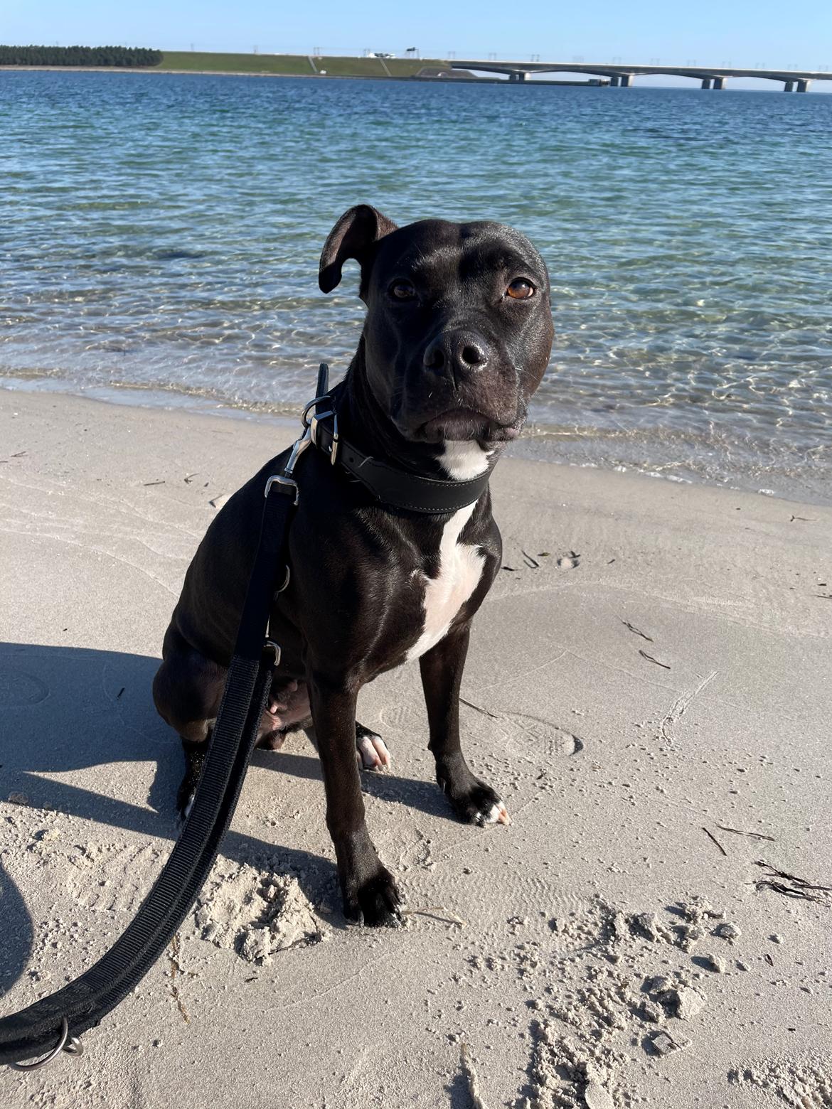 Blanding af racer Zindy billede 2