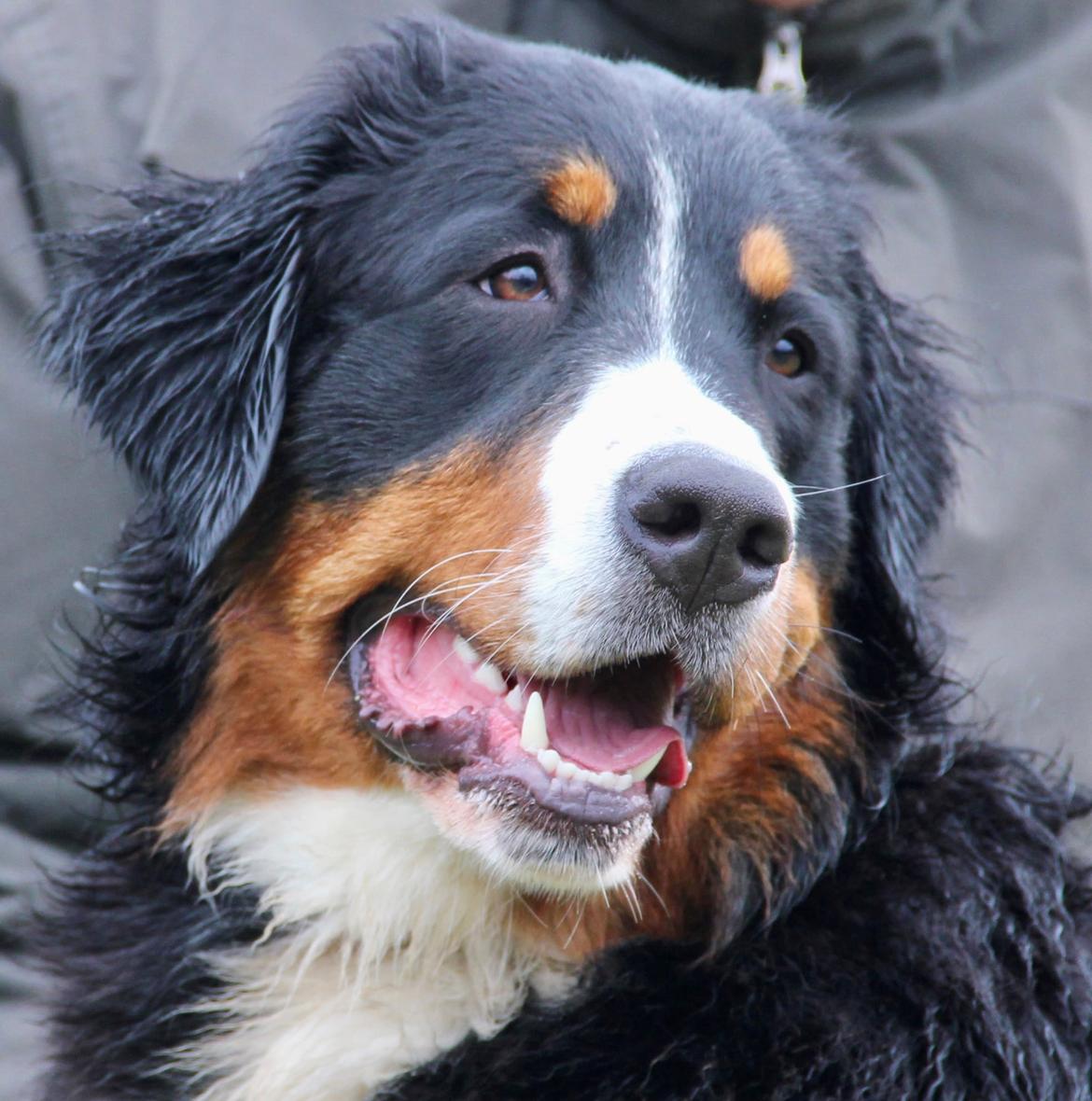 Berner sennenhund Berner Højgårds Hollie billede 26