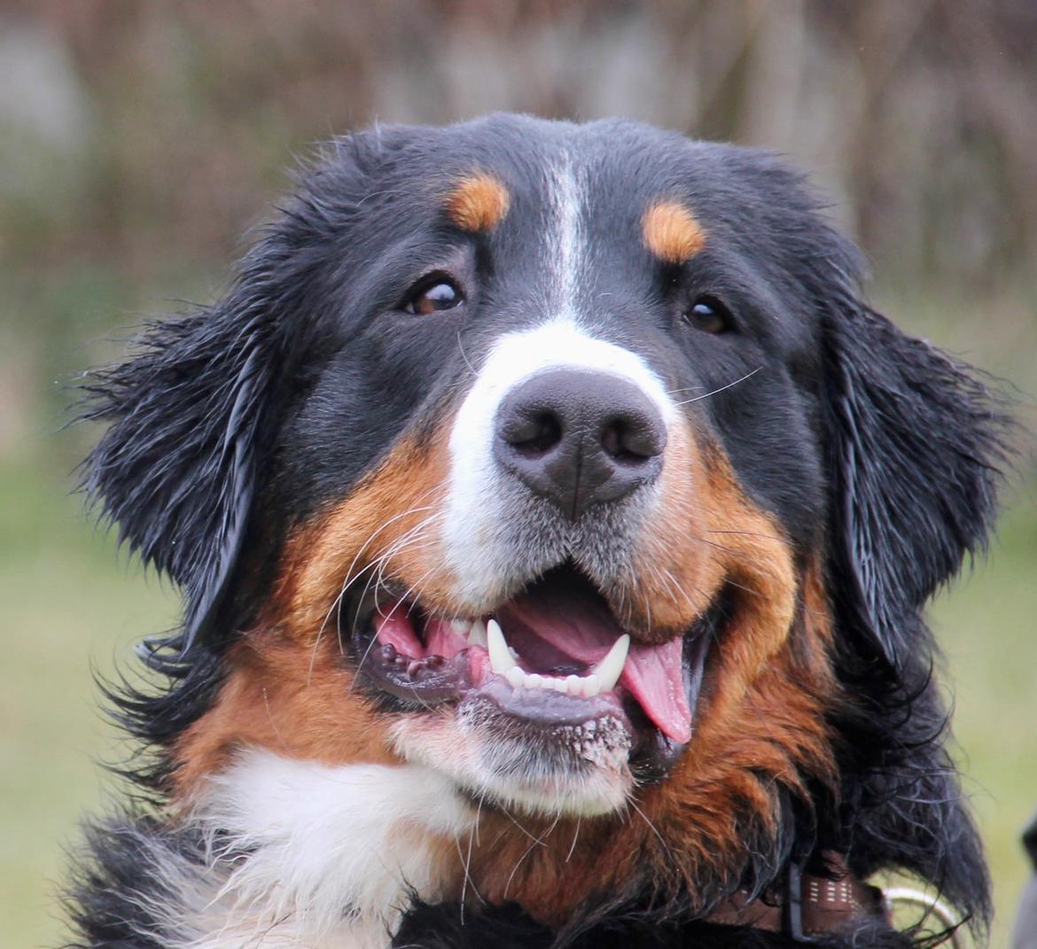 Berner sennenhund Berner Højgårds Hollie - Hollie 10 mdr. billede 25