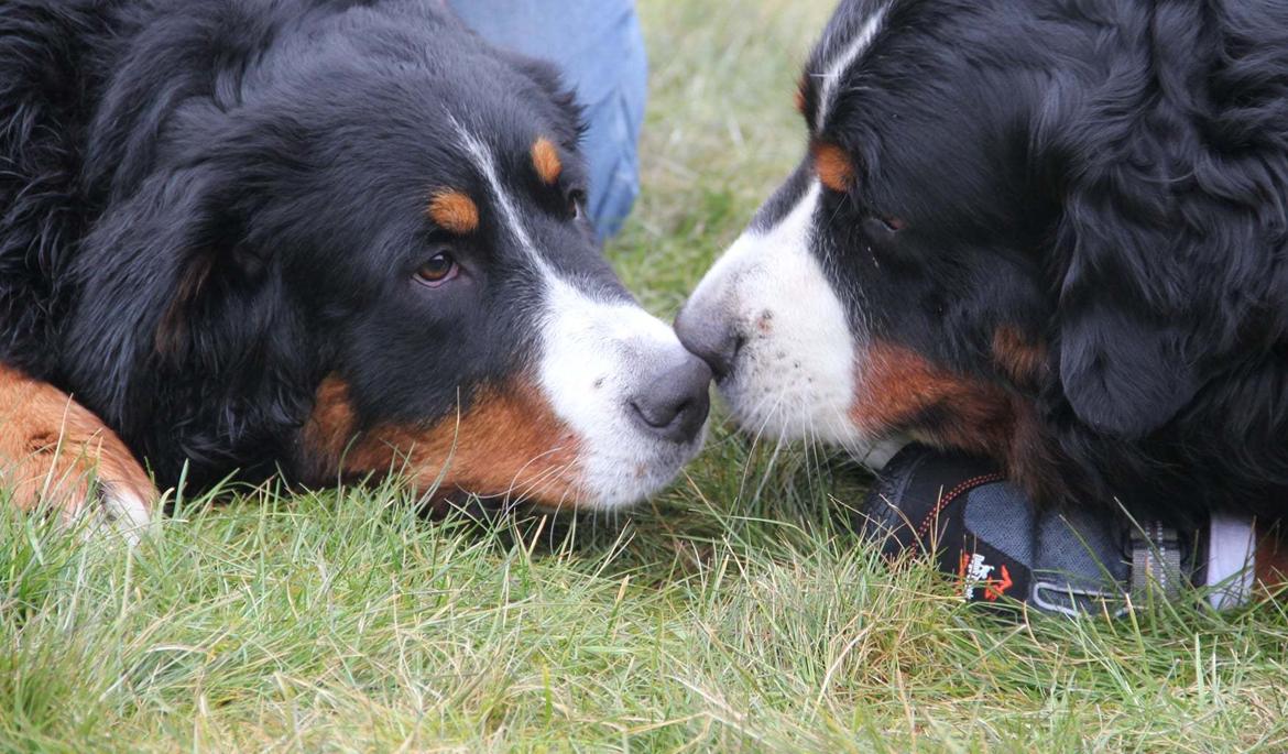 Berner sennenhund Berner Højgårds Hollie - Nysser med farmand Teddy.  billede 30