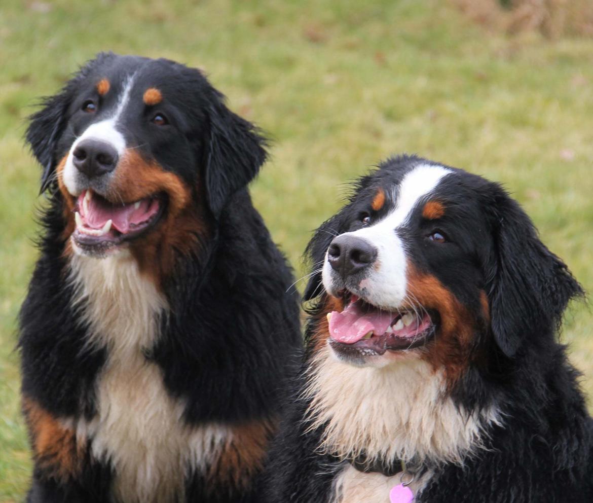 Berner sennenhund Berner Højgårds Hollie - Bror og søster billede 29