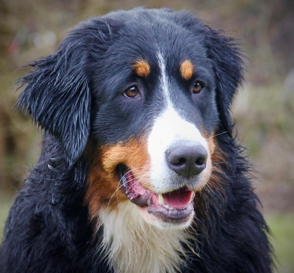 Berner sennenhund Berner Højgårds Hollie billede 27