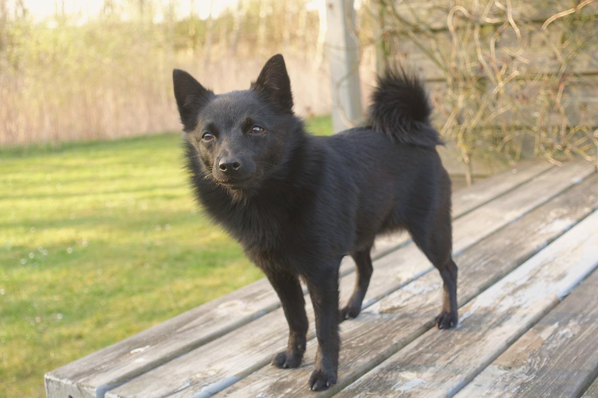 Schipperke Umi (Iumi Taien) billede 3