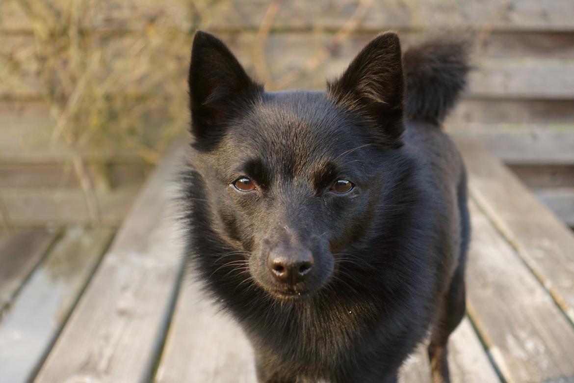 Schipperke Umi (Iumi Taien) billede 4