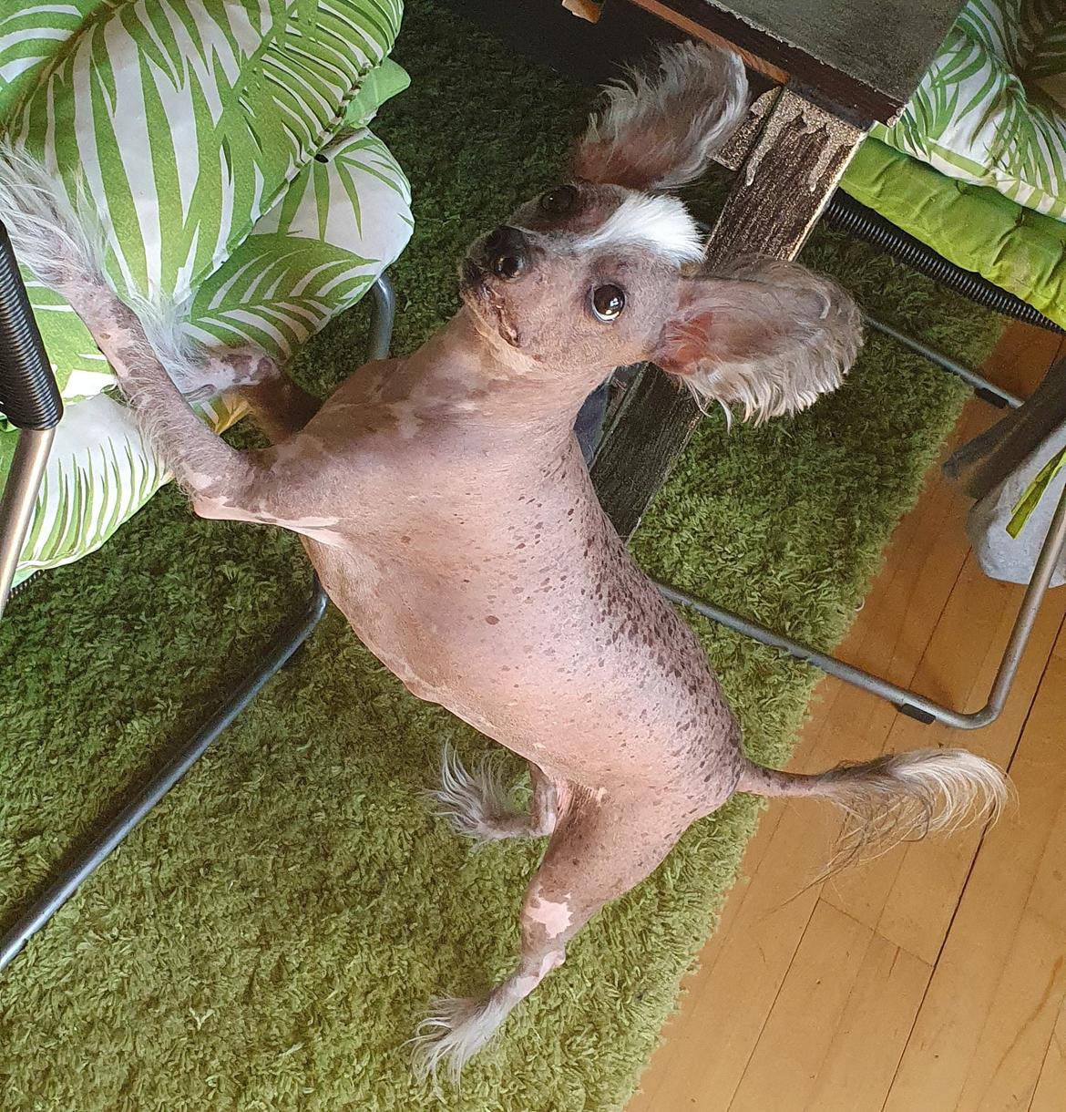 Chinese crested hårløs Spooky billede 7