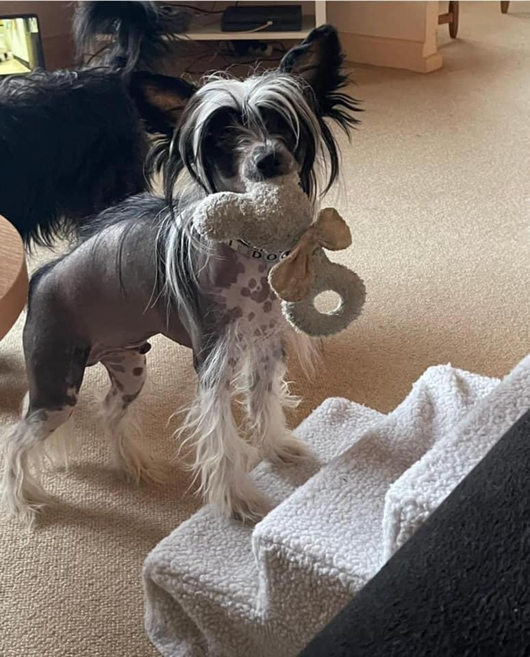 Chinese crested hårløs Sully billede 21