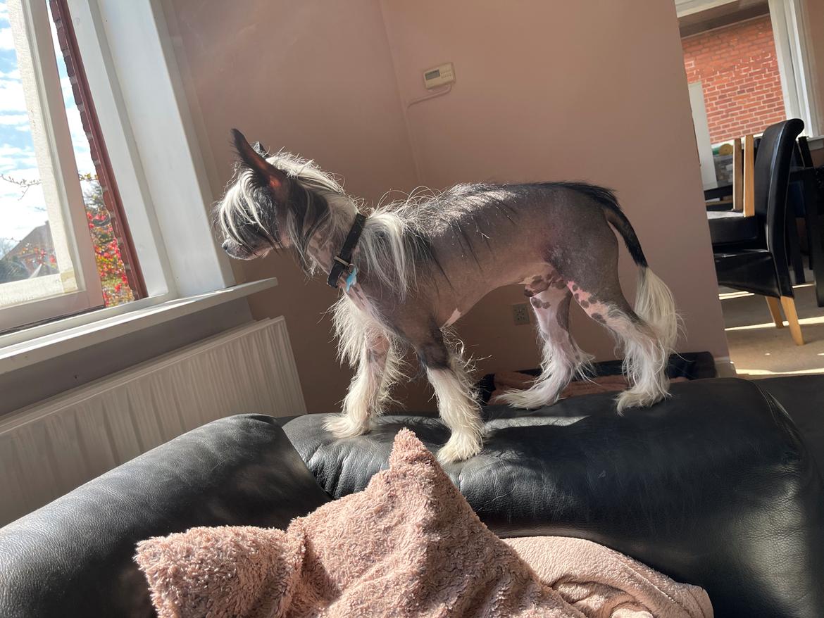 Chinese crested hårløs Sully billede 22