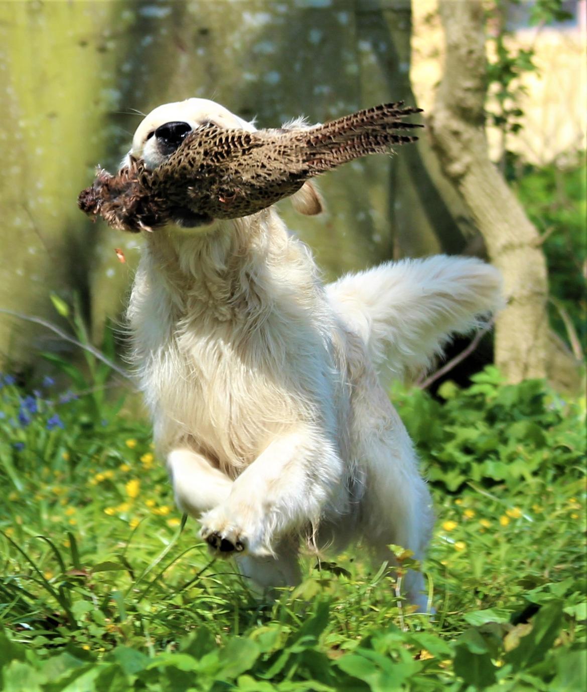 Golden retriever DKCH(U) DKJUCH Manhattan V.D. Corner Brook - DKJUCH Manhattan v.d. Corner Brook 2½ år billede 33