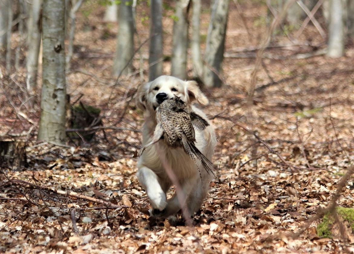 Golden retriever DKCH(U) DKJUCH Manhattan V.D. Corner Brook - DKJUCH Manhattan v.d. Corner Brook 2½ år billede 34