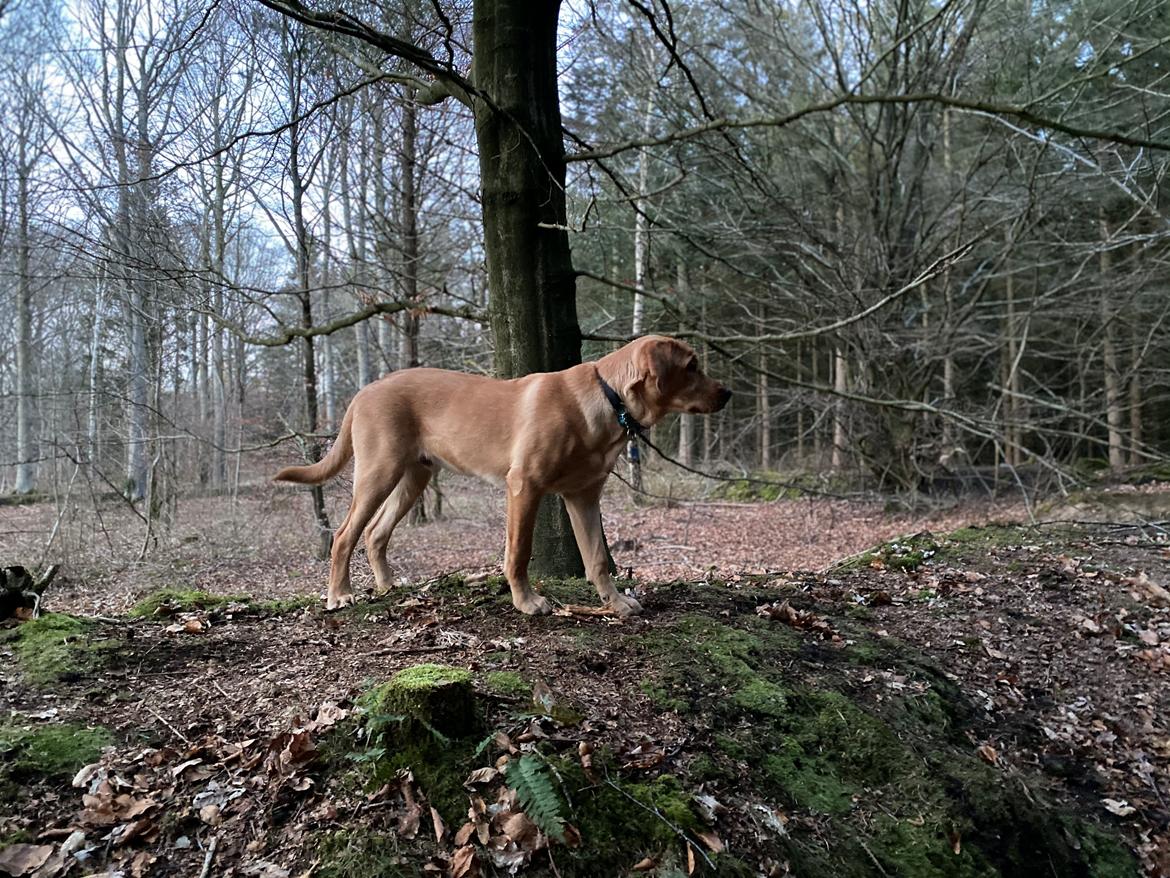 Labrador retriever Otto billede 1