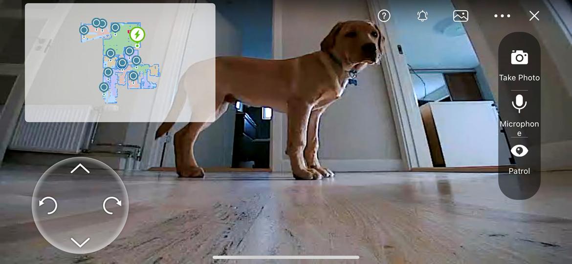 Labrador retriever Otto billede 3