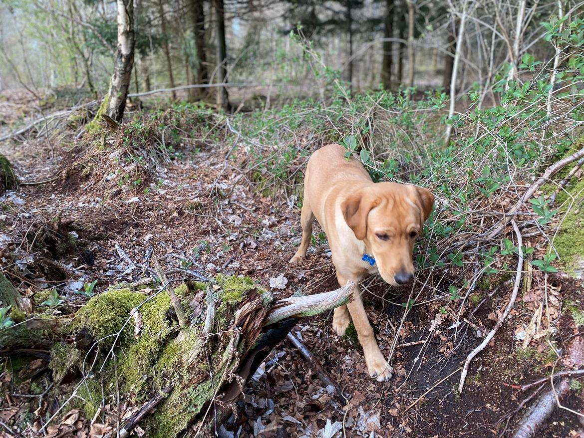 Labrador retriever Otto billede 4