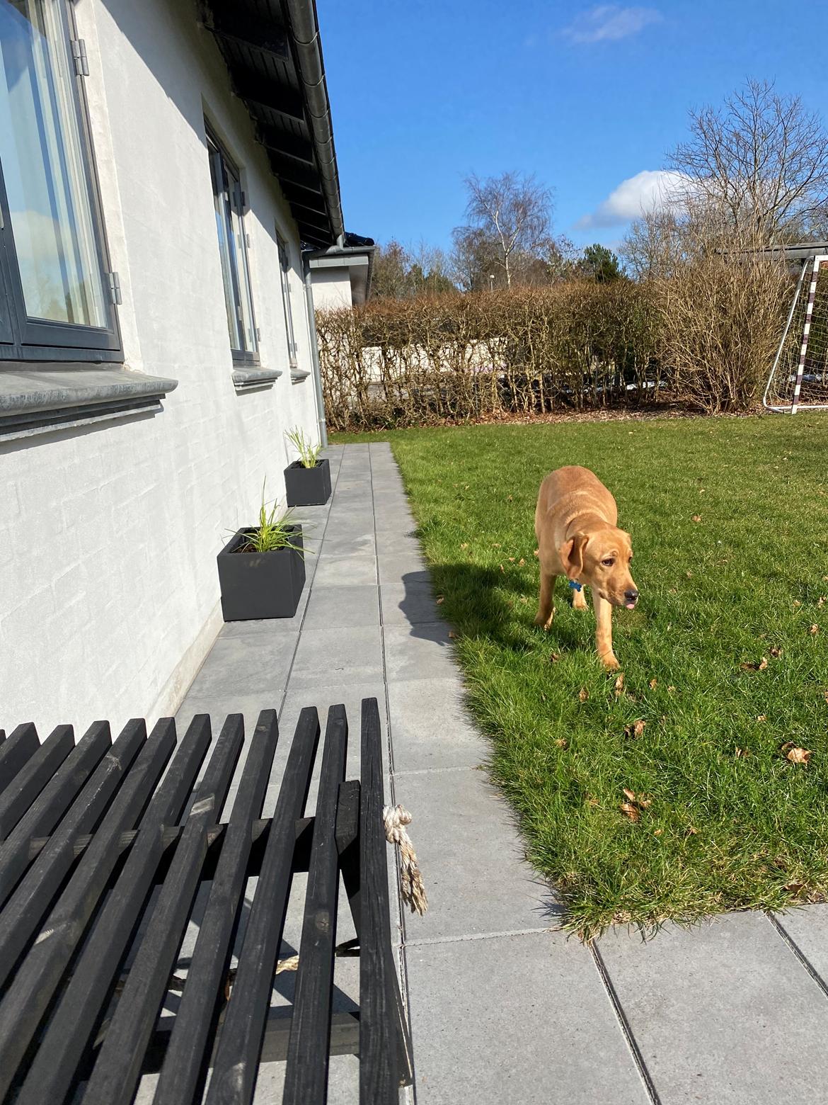 Labrador retriever Otto billede 5