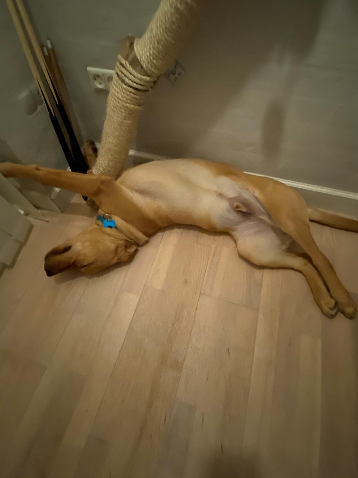 Labrador retriever Otto billede 2