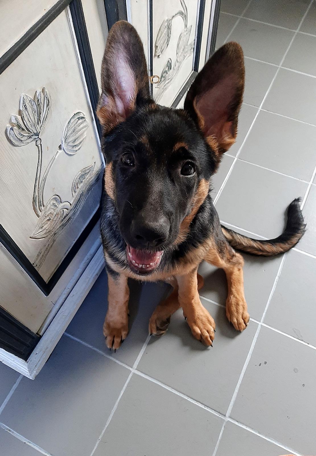 Schæferhund Ziggie billede 1