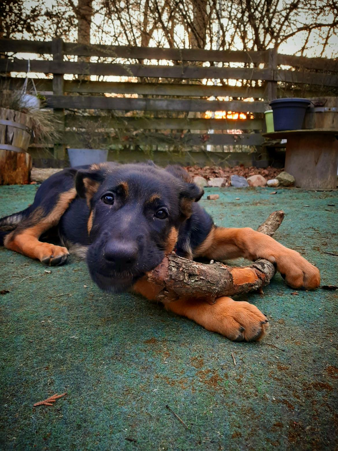Schæferhund Ziggie - Min pind er god billede 18