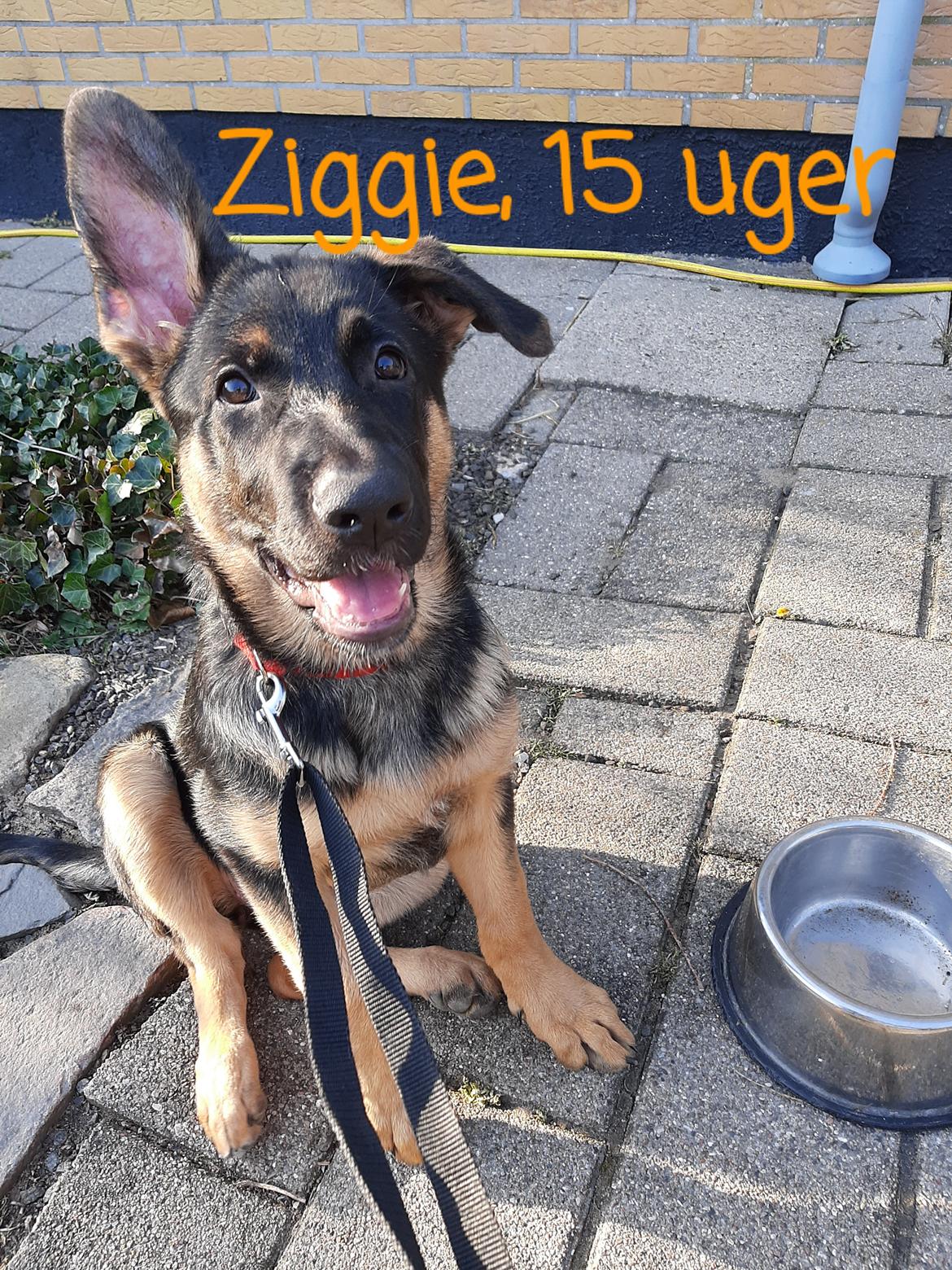 Schæferhund Ziggie - Lidt cafe træning billede 19