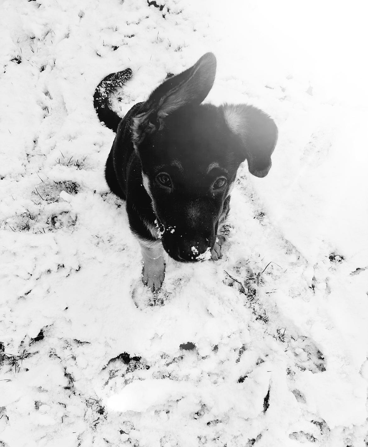 Schæferhund Ziggie billede 22